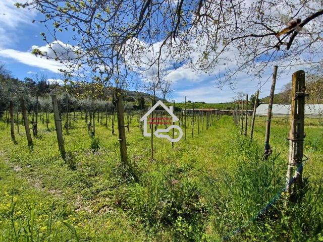 Terreno in vendita a Torchiara, Campania