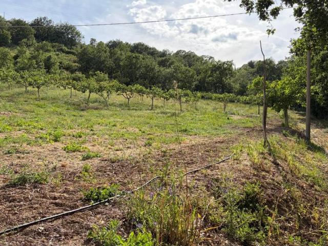 Terreno in vendita a Ogliastro Cilento, Campania