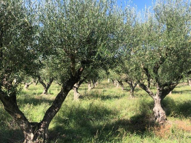 Terreno in vendita a Agropoli Sud, Agropoli