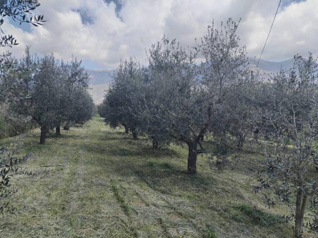 Terreno in vendita a Alatri, Lazio