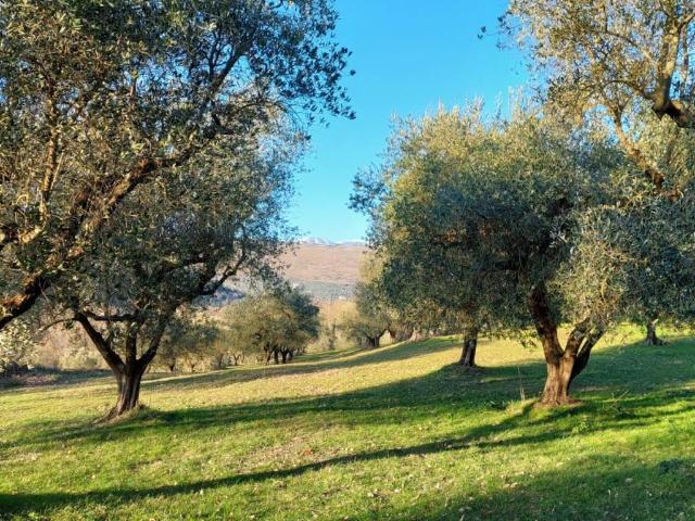 Terreno in vendita a Alatri, Lazio