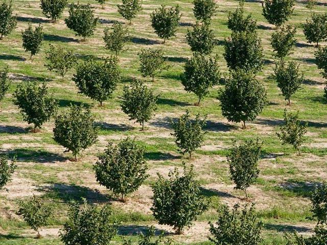 Terreno in vendita a Piemonte, Cuneo