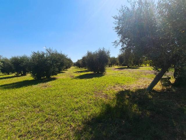 Terreno in vendita a Albano Laziale, Roma Capitale