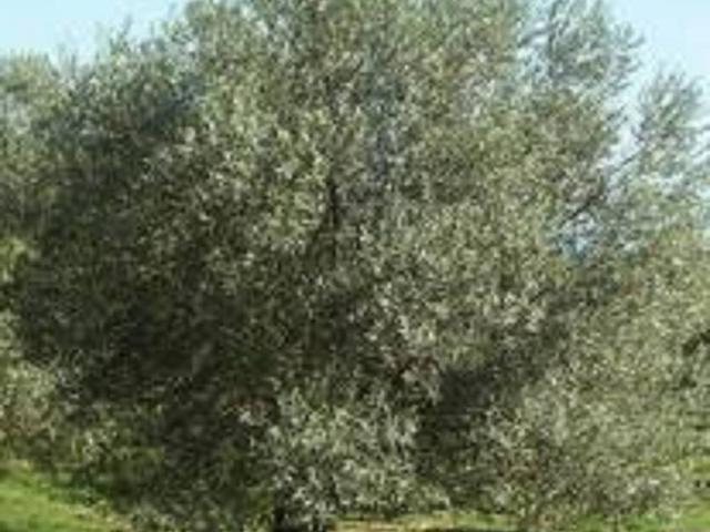 Terreno in vendita a Albenga, Liguria