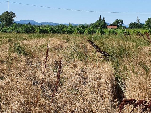 Terreno in vendita a Colline Matildiche, Re