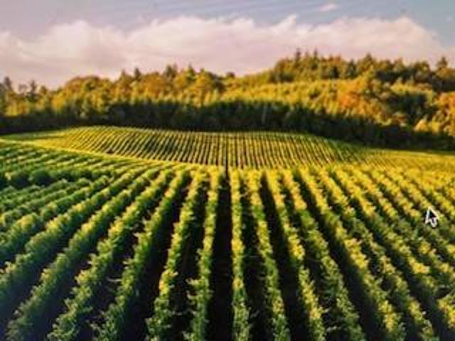 Terreno in vendita a Colline Matildiche, Re