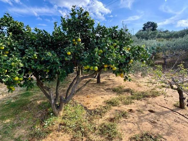 Terreno in vendita a Alcamo, Sicilia