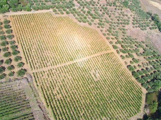 Terreno in vendita a Alcamo, Sicilia