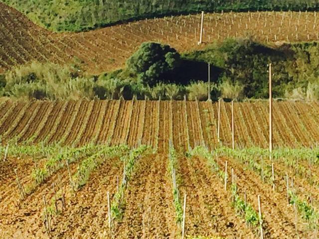 Terreno in vendita a Alcamo, Sicilia