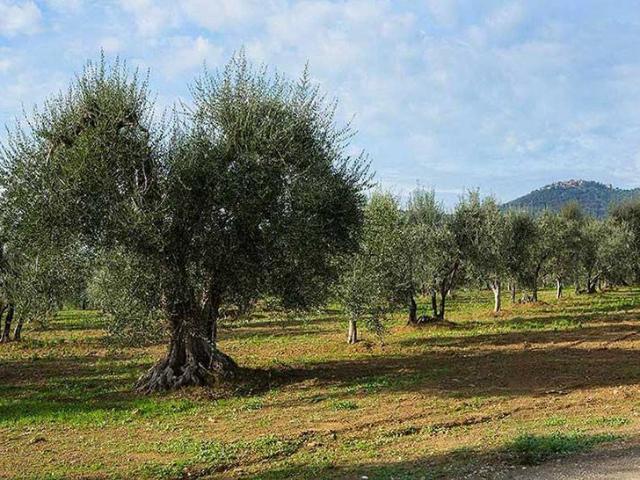 Terreno in vendita a Alcamo, Sicilia