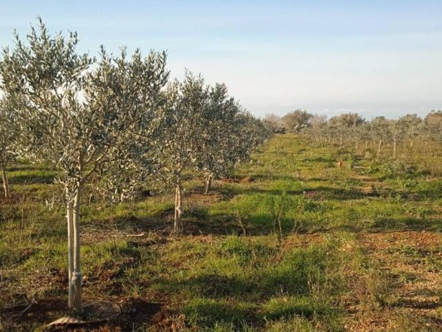Terreno in vendita a Puglia, Lecce