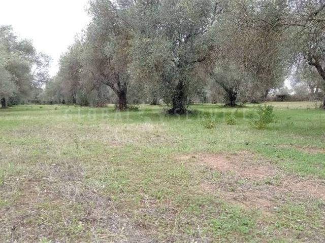 Terreno in vendita a La Pietraia, Alghero