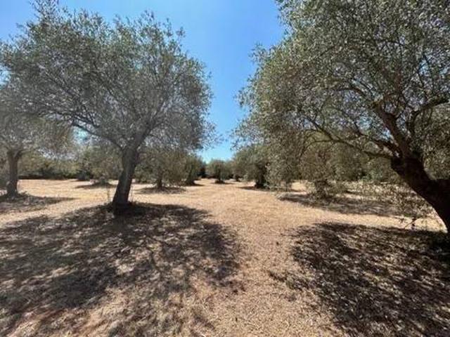 Terreno in vendita a La Cunetta, Alghero