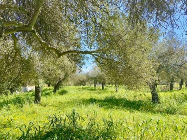 Terreno in vendita a Alghero, Sardigna/Sardegna
