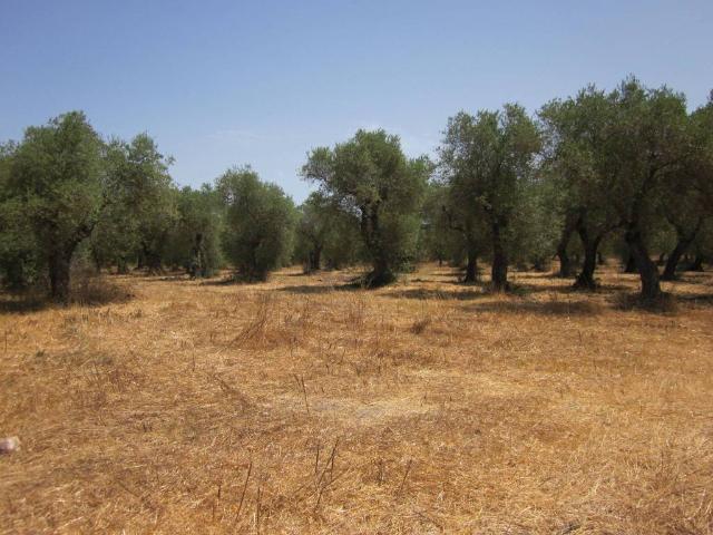 Terreno in vendita a Alghero, Sardigna/Sardegna