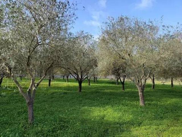 Terreno in vendita a La Cunetta, Alghero