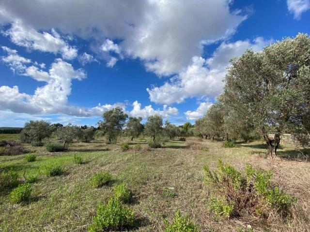 Terreno in vendita a Alghero, Sardigna/Sardegna