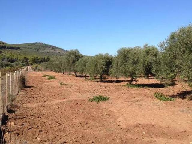 Terreno in vendita a Alghero, Sardigna/Sardegna