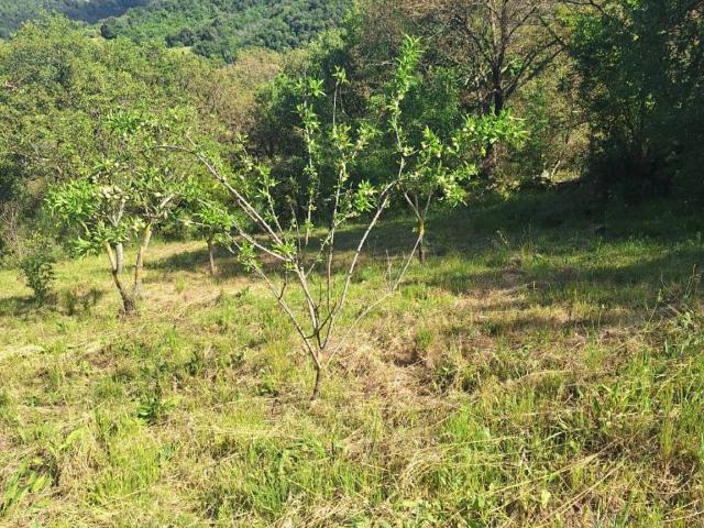 Terreno in vendita a Roma Capitale, Lazio