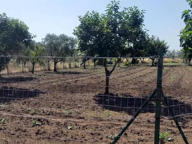 Terreno in vendita a Puglia, Bari
