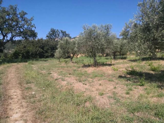 Terreno in vendita a Altavilla Silentina, Campania