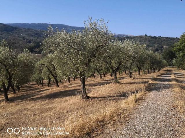 Terreno in vendita a Altavilla Silentina, Campania