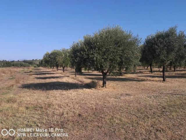 Terreno in vendita a Altavilla Silentina, Campania