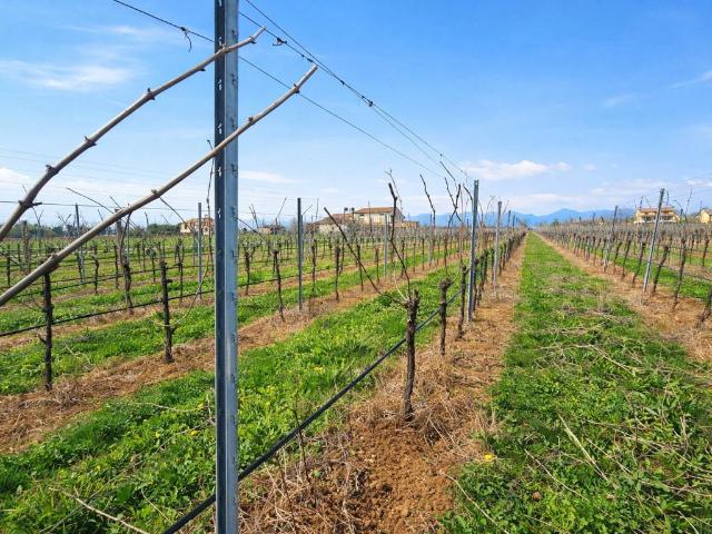 Terreno in vendita a Altivole, Veneto