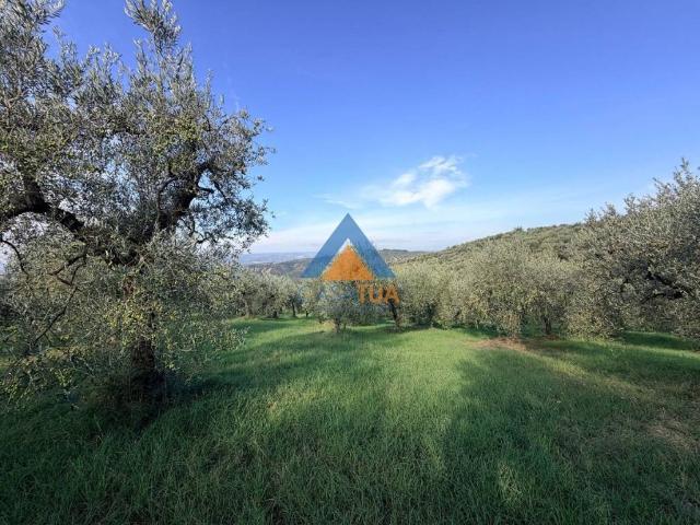 Terreno in vendita a Alviano, Terni