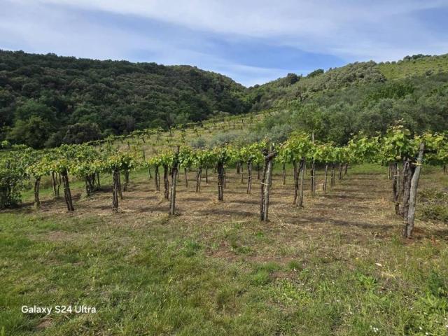 Terreno in vendita a Alvignano, Campania