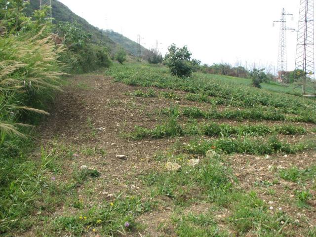 Terreno in vendita a Calabria, Cosenza