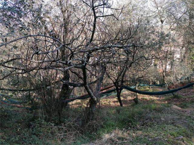 Terreno in vendita a Cafaggio, Ameglia