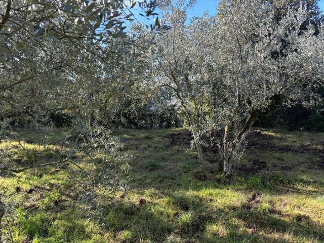 Terreno in vendita a Amelia, Umbria