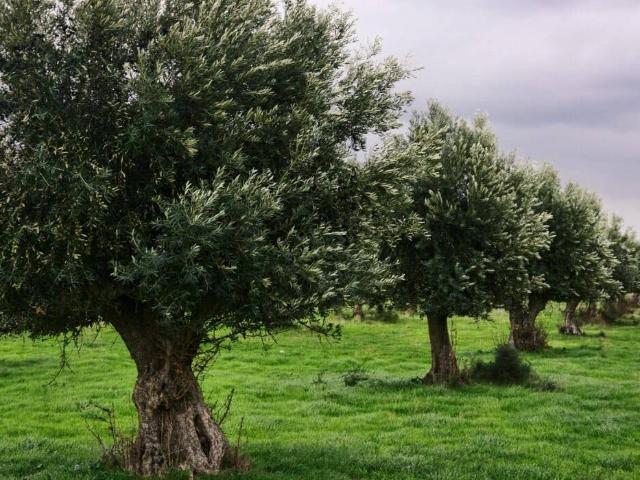 Terreno in vendita a San Valentino, Puglia