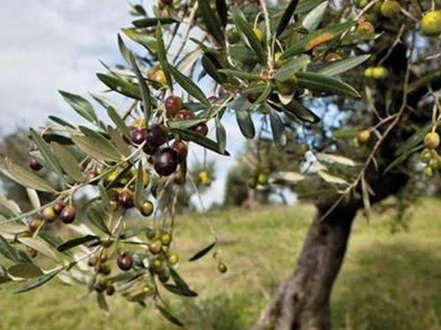 Terreno in vendita a Andria, Barletta-andria-trani
