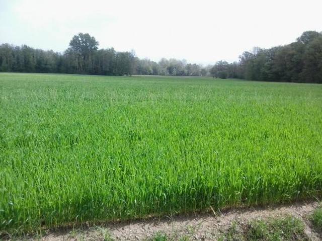 Terreno in vendita a Anzano Del Parco, Lombardia