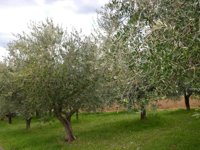 Terreno in vendita a Marche, Macerata