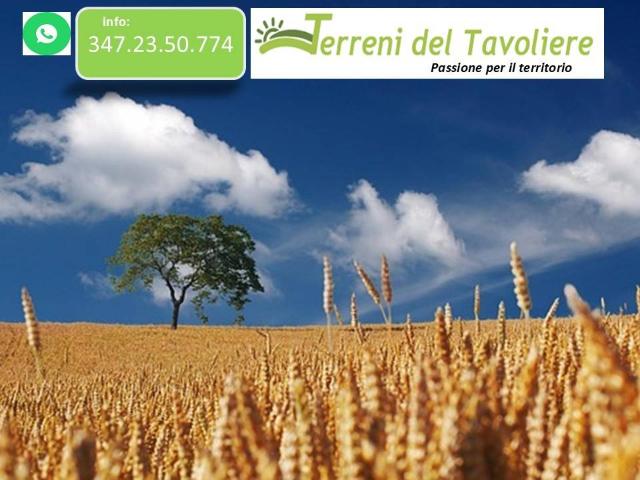 Terreno in vendita a Puglia, Foggia