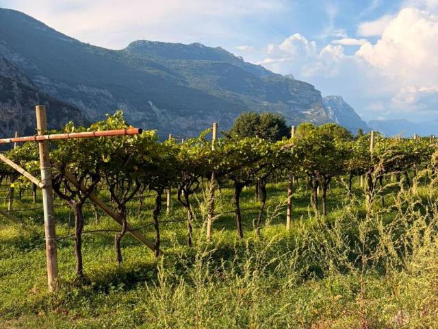 Terreno in vendita a Comunità Alto Garda e Ledro, Arco