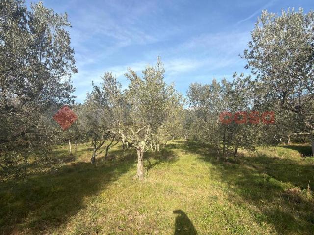 Terreno in vendita a Palazzo Del Pero, Toscana