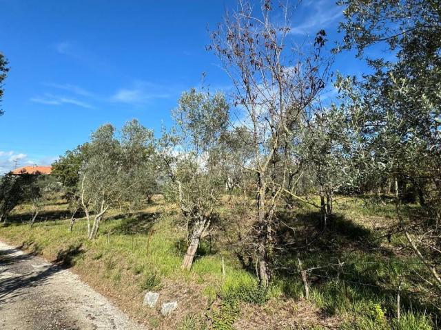 Terreno in vendita a Cività Falconara, Arpino