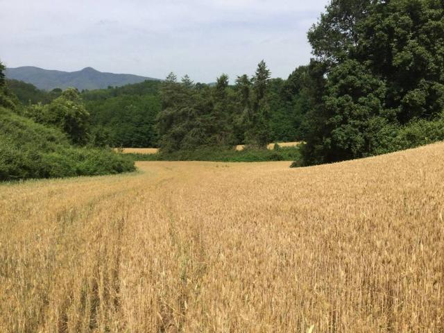 Terreno in vendita a Roma Capitale, Lazio