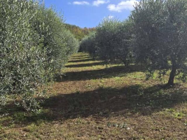 Terreno in vendita a Roma Capitale, Lazio