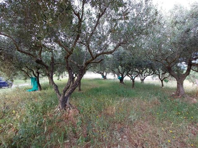 Terreno in vendita a Baronia, Ascea