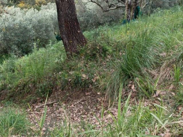 Terreno in vendita a Ascea, Campania