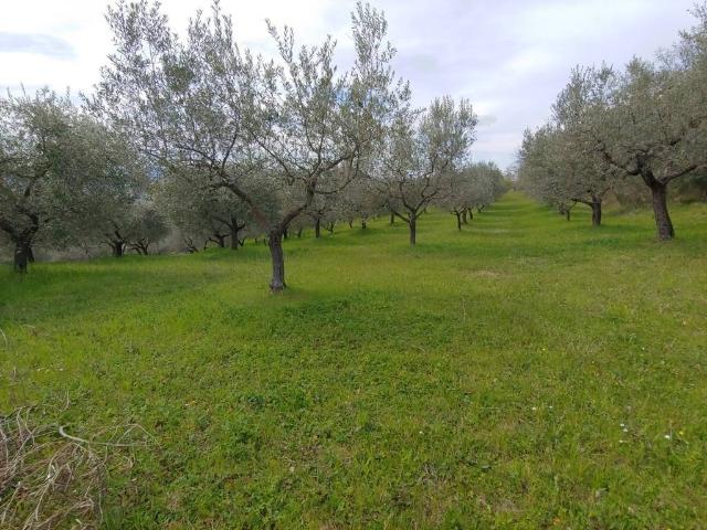 Terreno in vendita a Assisi, Umbria