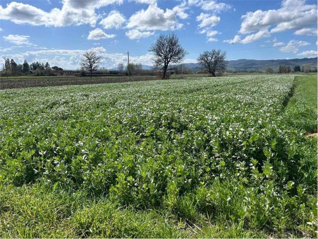 Terreno in vendita a Assisi, Umbria