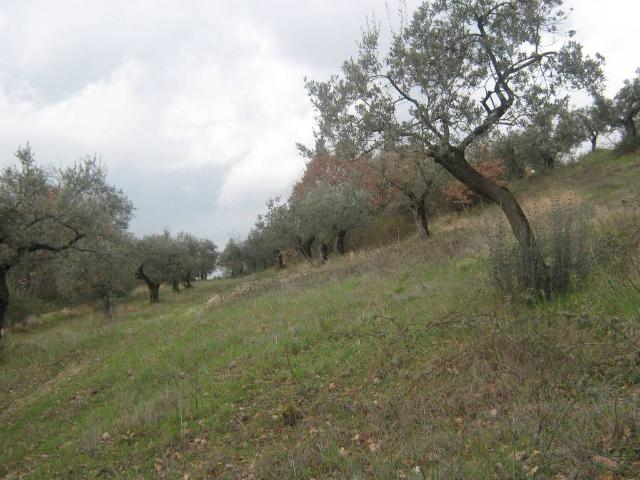 Terreno in vendita a Assisi, Umbria