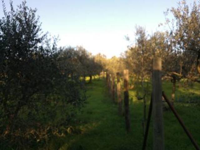 Terreno in vendita a Assisi, Umbria