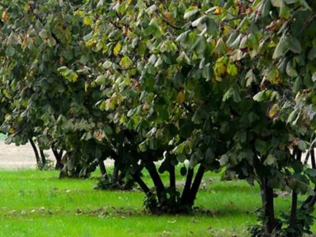 Terreno in vendita a Piemonte, Asti